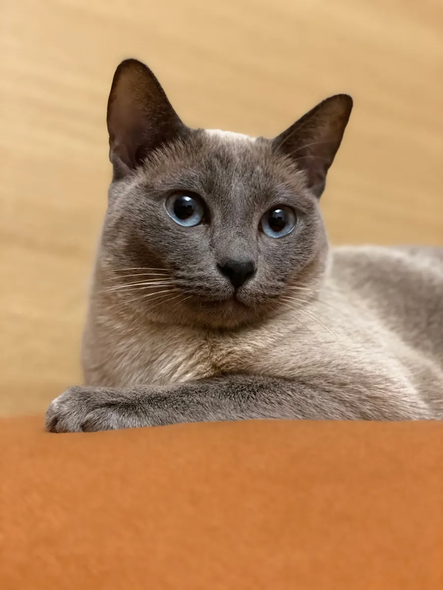 A gray cat with blue eyes lying on an orange couch, looking at the camera.