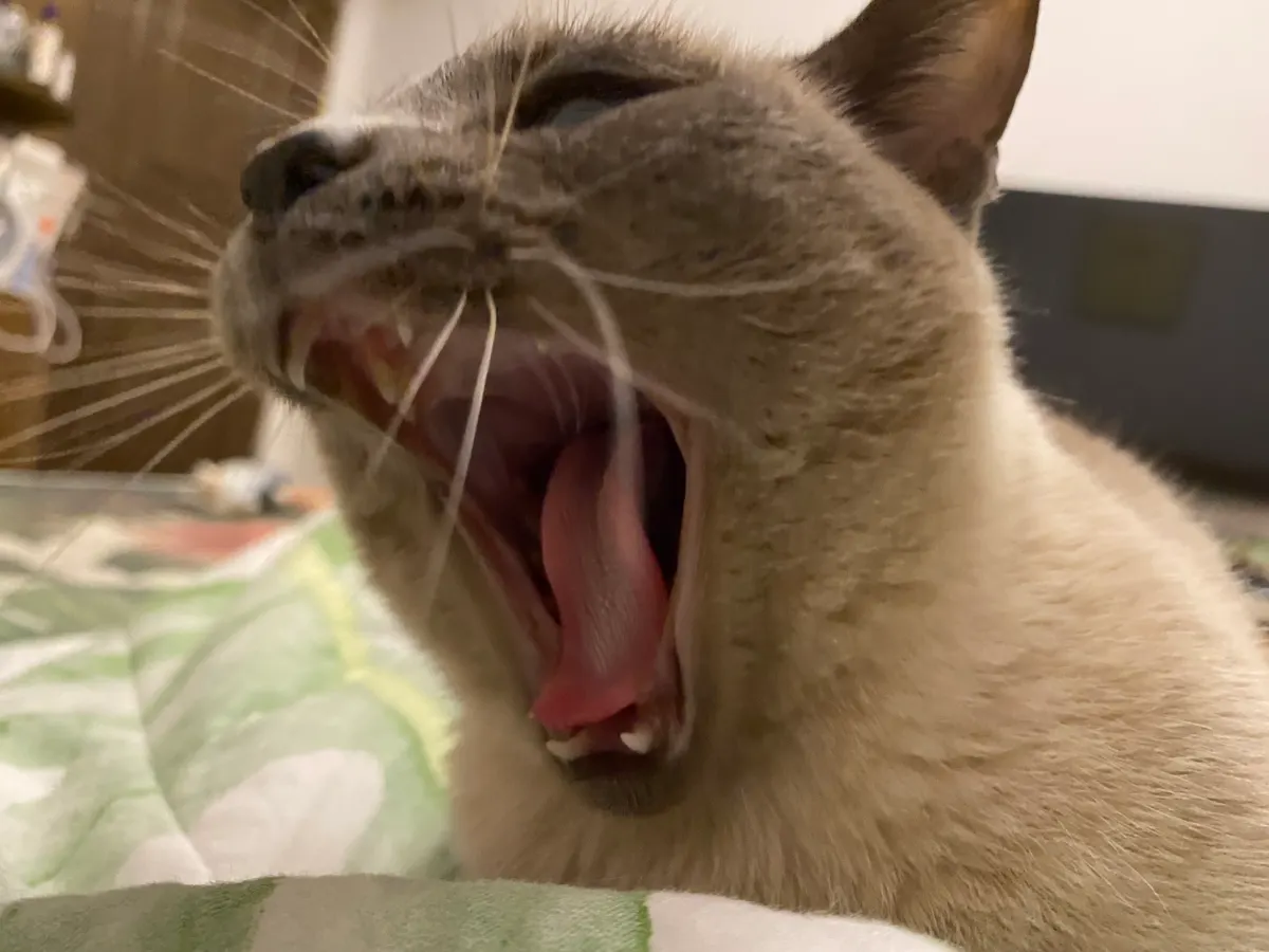 The same gray cat mid-yawn, close up.