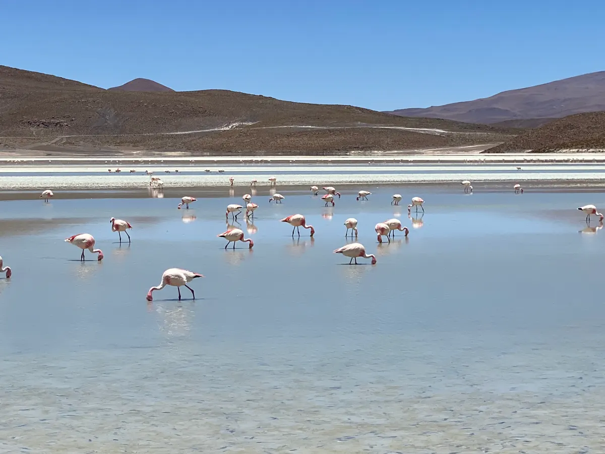 Flamingos wading in a shallow lake below brown mountains.