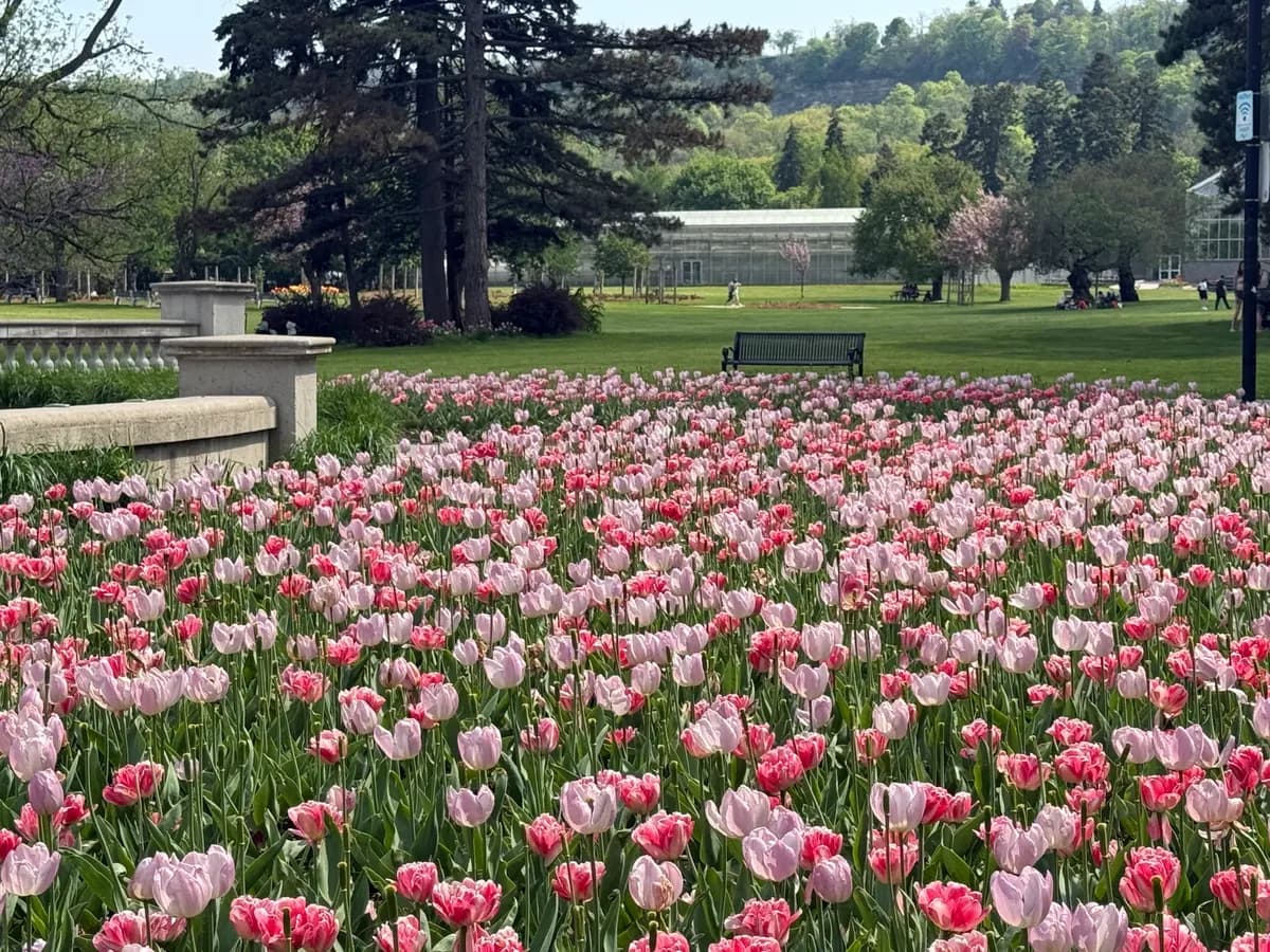 A field of pink and white tulips in a park, with pine trees behind.